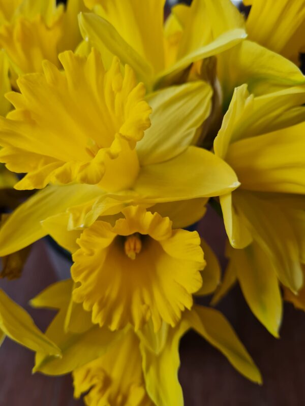 Narcissen